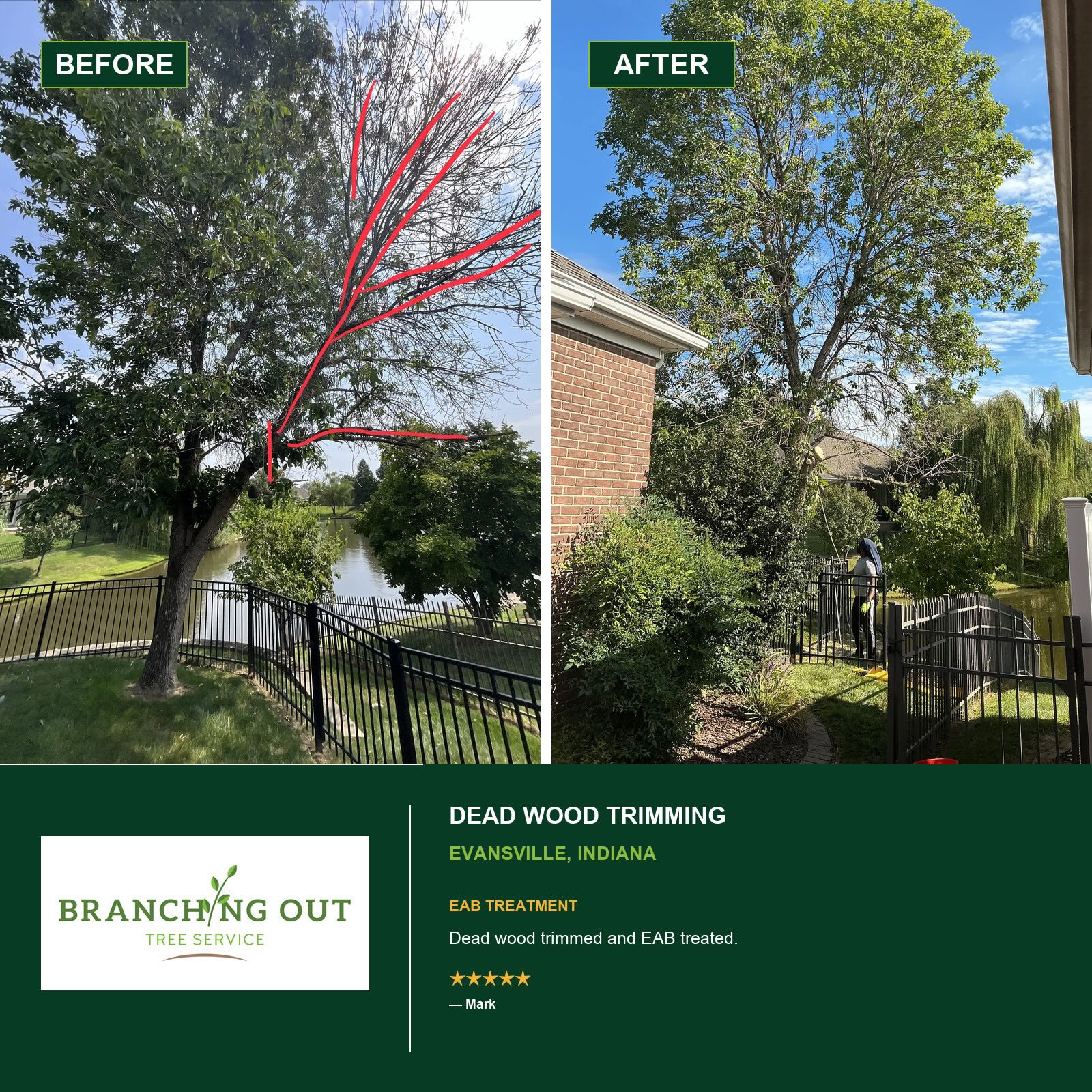 Before and after dead wood trimming on a tree beside a fenced yard in Evansville, Indiana; the project also included emerald ash borer treatment.