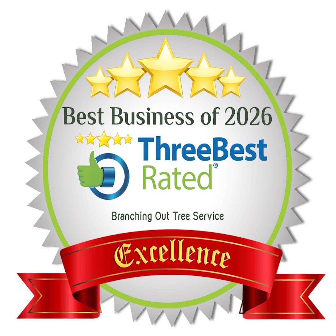 Three Best Rated 2026