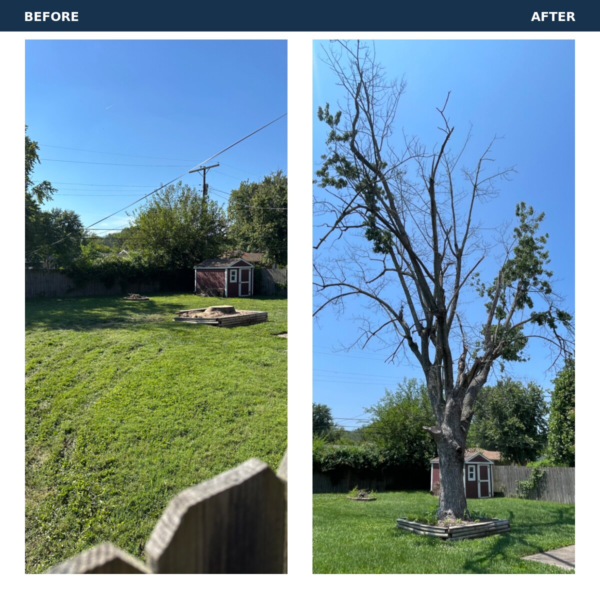 Before-and-after backyard dead-tree removal in Evansville, Indiana