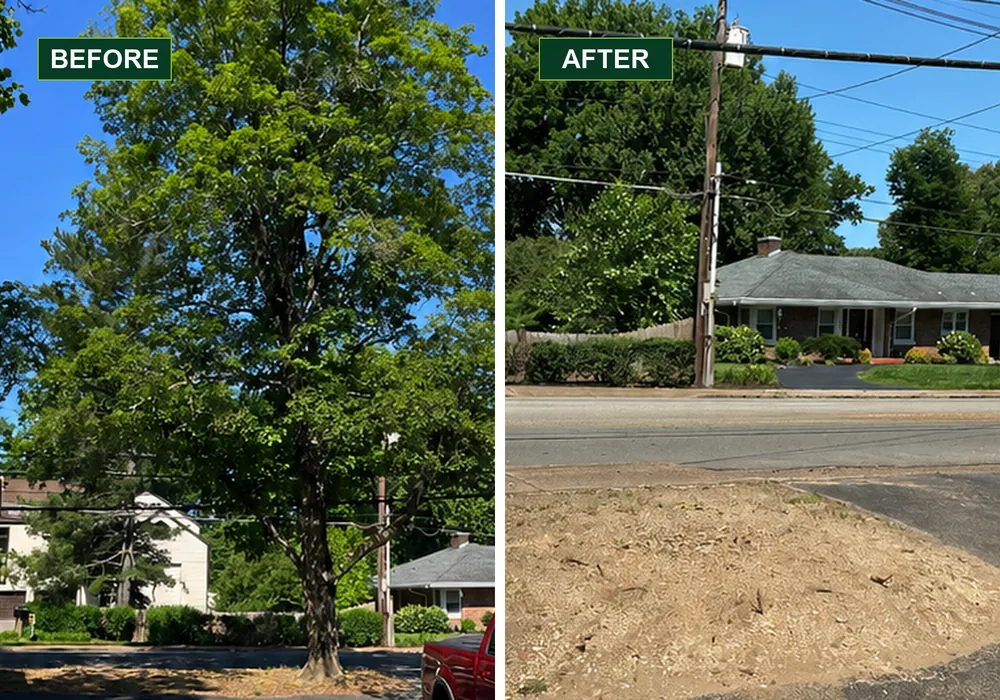 Roadside tree before removal and the ground left after stump grinding near an Evansville intersection.