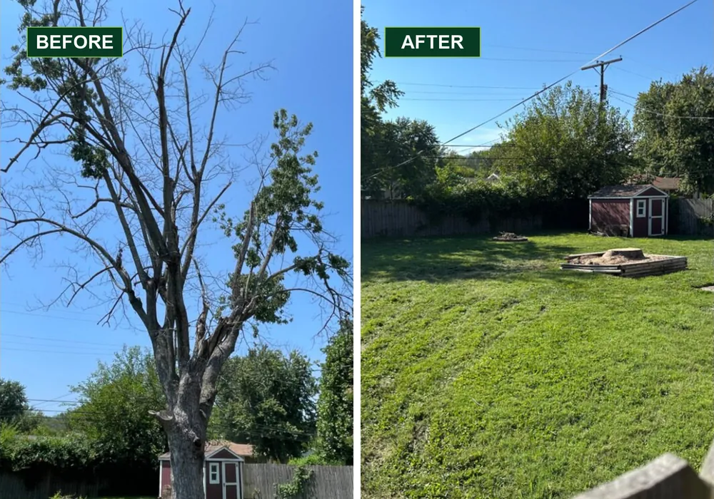 Dead backyard tree before removal and the fenced yard afterward with its stump remaining.