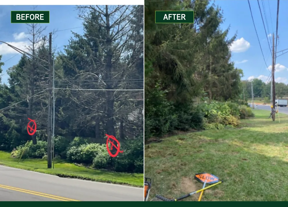 Marked roadside trees before removal and the opened grass verge afterward beside overhead lines in Evansville.