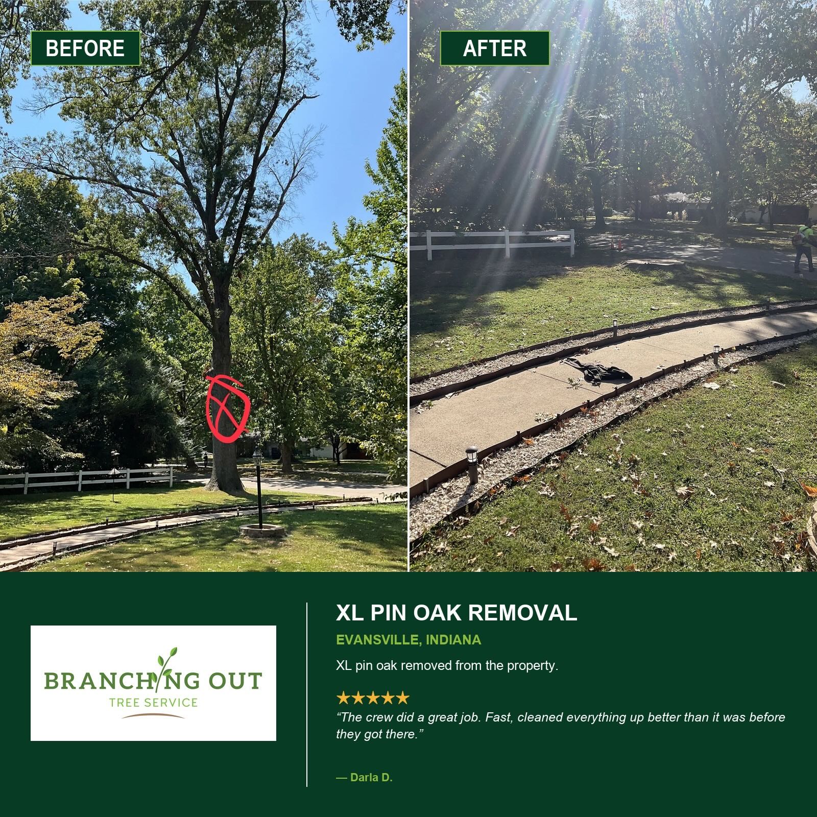 Before-and-after removal of a large pin oak on an Evansville property