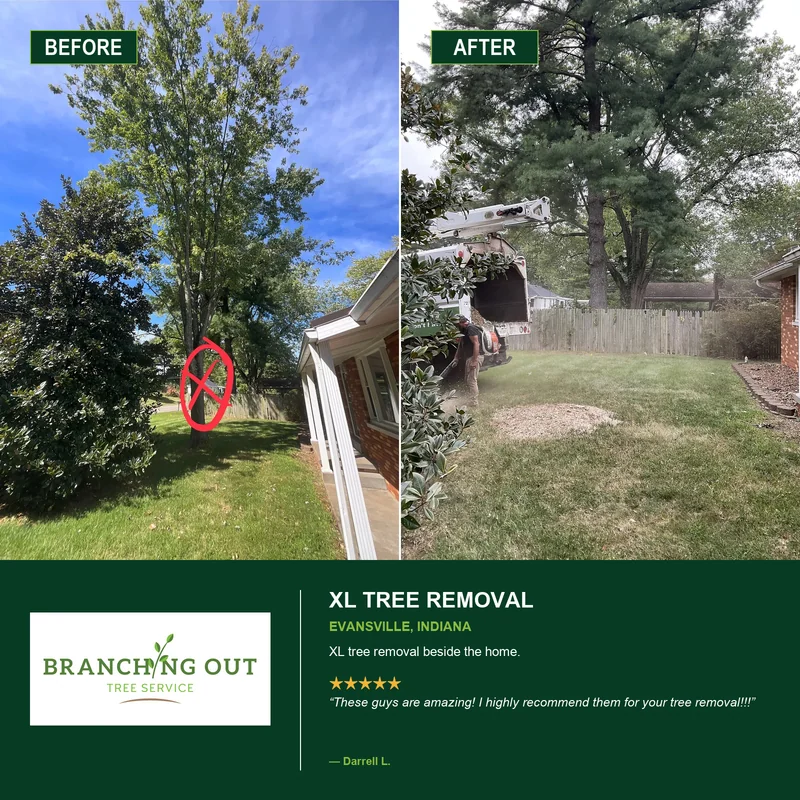 Before-and-after large tree removal beside a home in Evansville