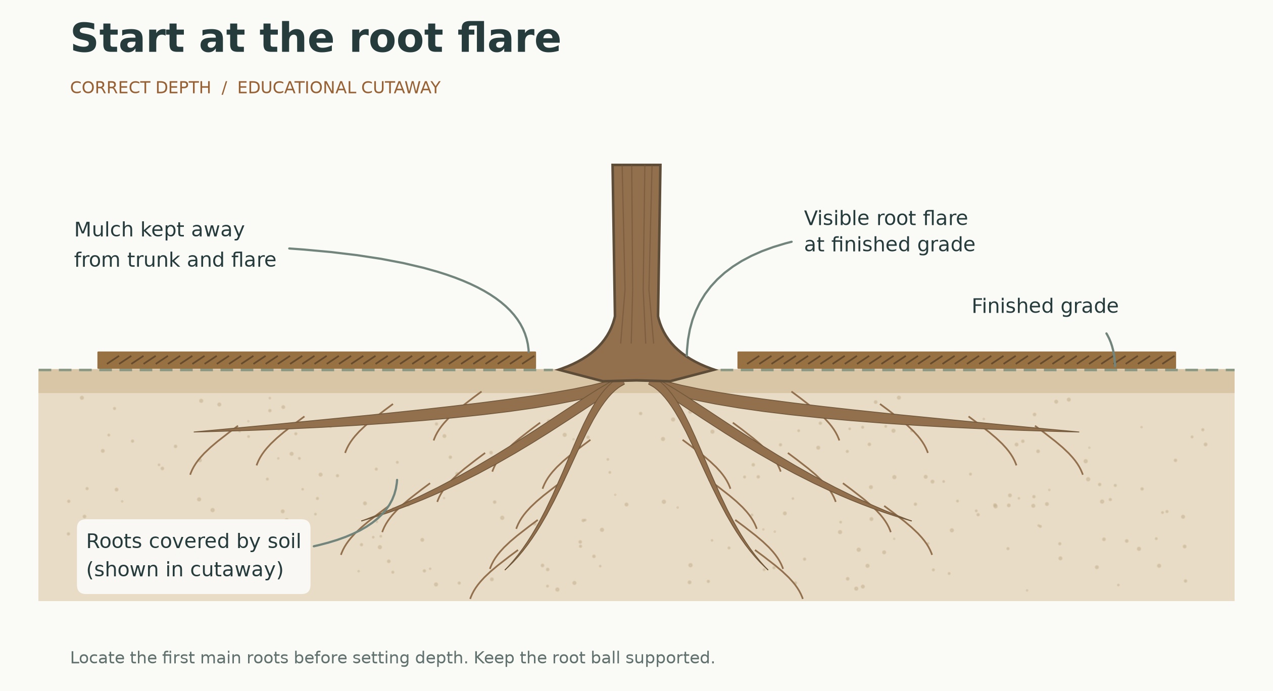 Educational cutaway of a newly planted tree. The trunk widens into a visible root flare at finished grade. Structural and fine roots remain covered by soil. A shallow mulch layer stops short of the trunk.