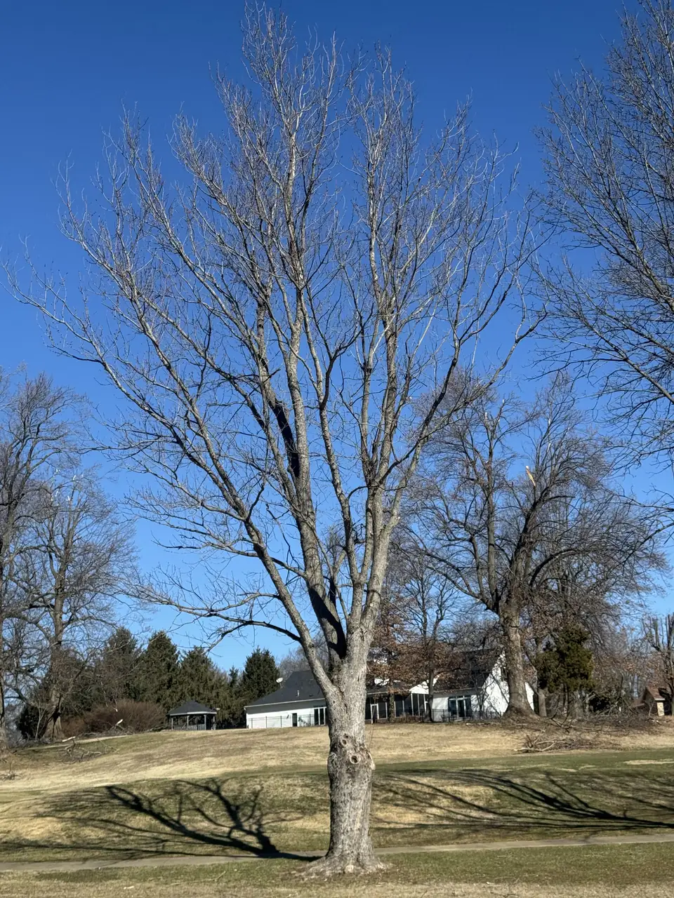 Bare tree canopy photographed during the Henderson Country Club ice-storm work assessment
