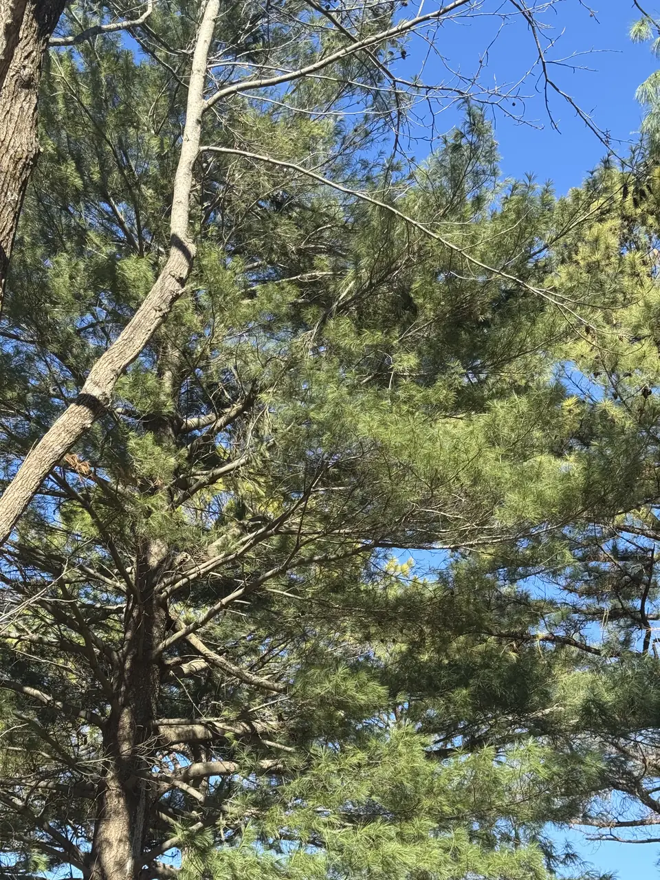 Close view of broken limbs within a pine canopy at Henderson Country Club