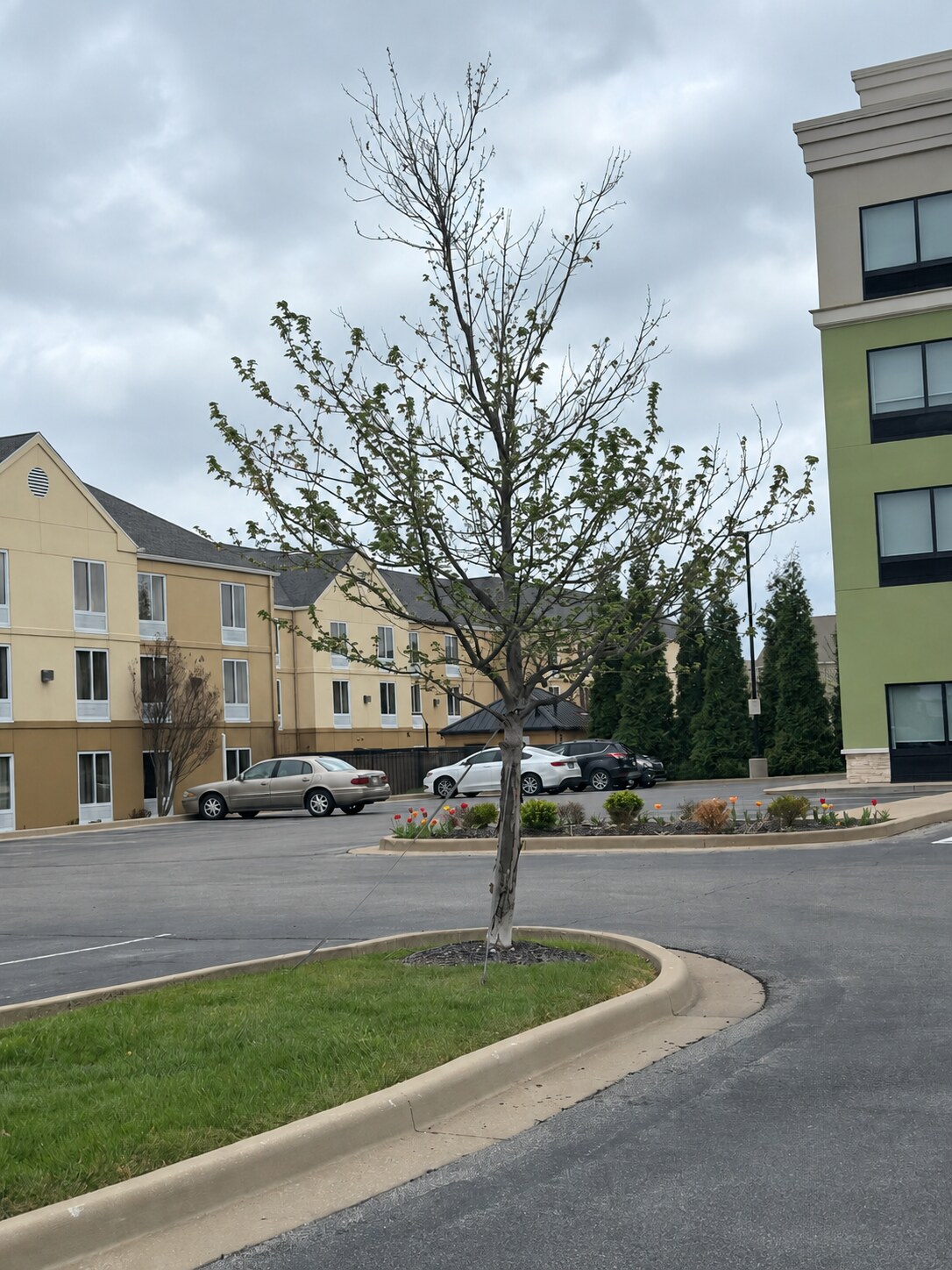 Four-year recovery of a replanted and staked tree at Holiday Inn in Evansville, Indiana.