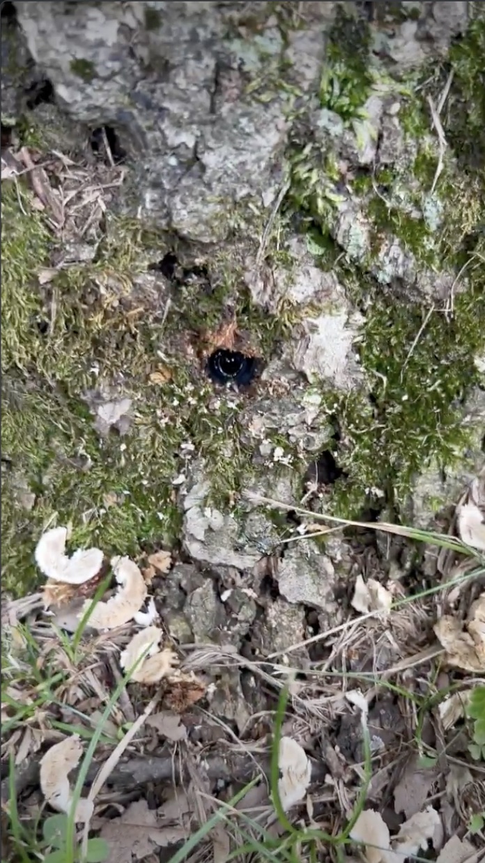 Close-up of a trunk-injection treatment point on an oak tree