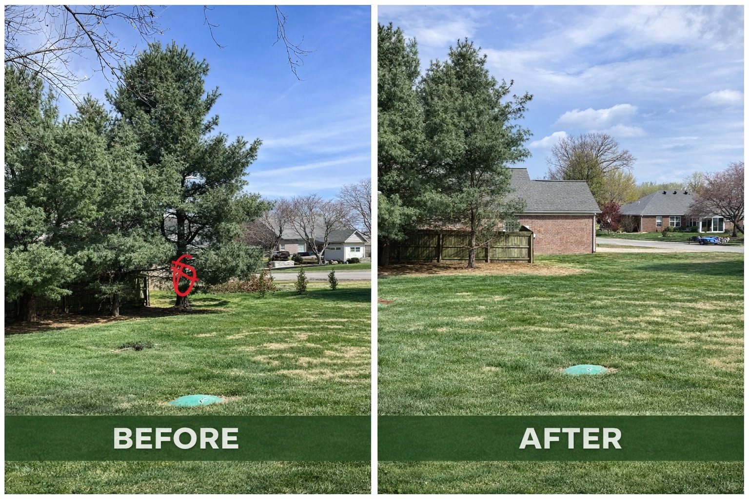 Before-and-after evergreen removal in Newburgh
