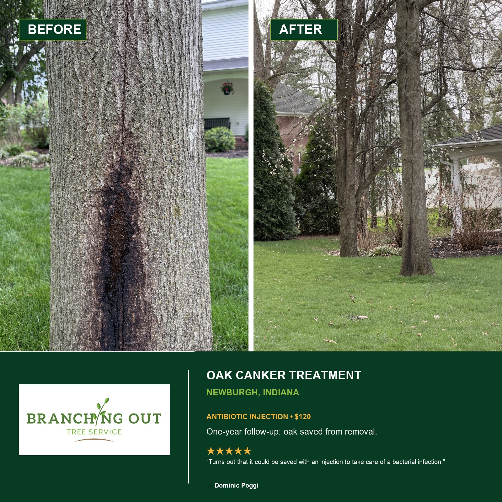 Before-and-after antibiotic injection treatment for oak canker in Newburgh