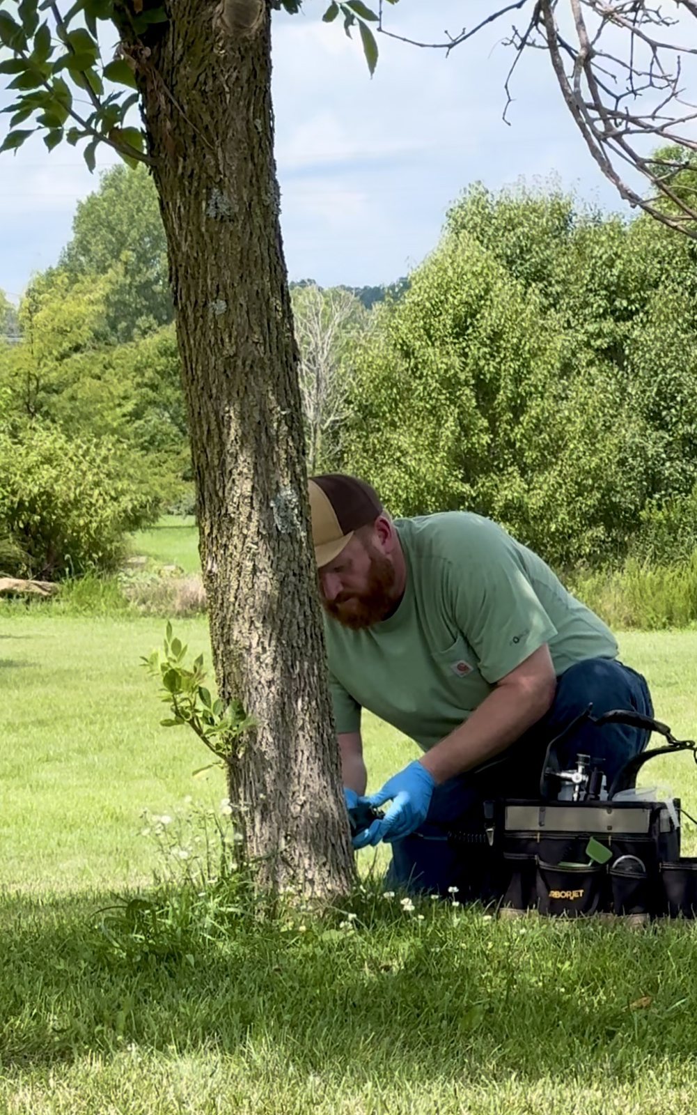 Arborist performing a tree injection treatment in Newburgh