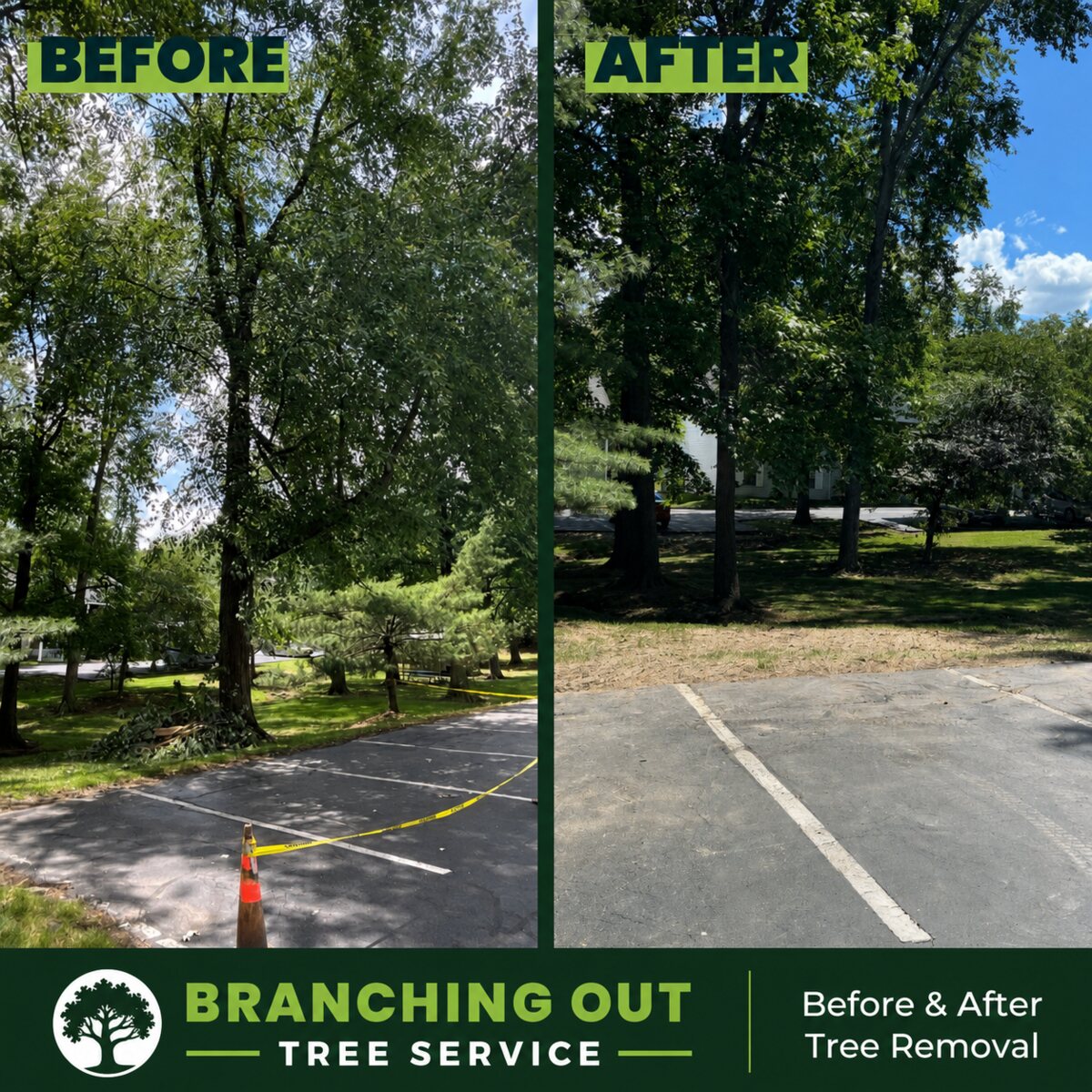 Before-and-after tree removal restoring property access by Branching Out Tree Service