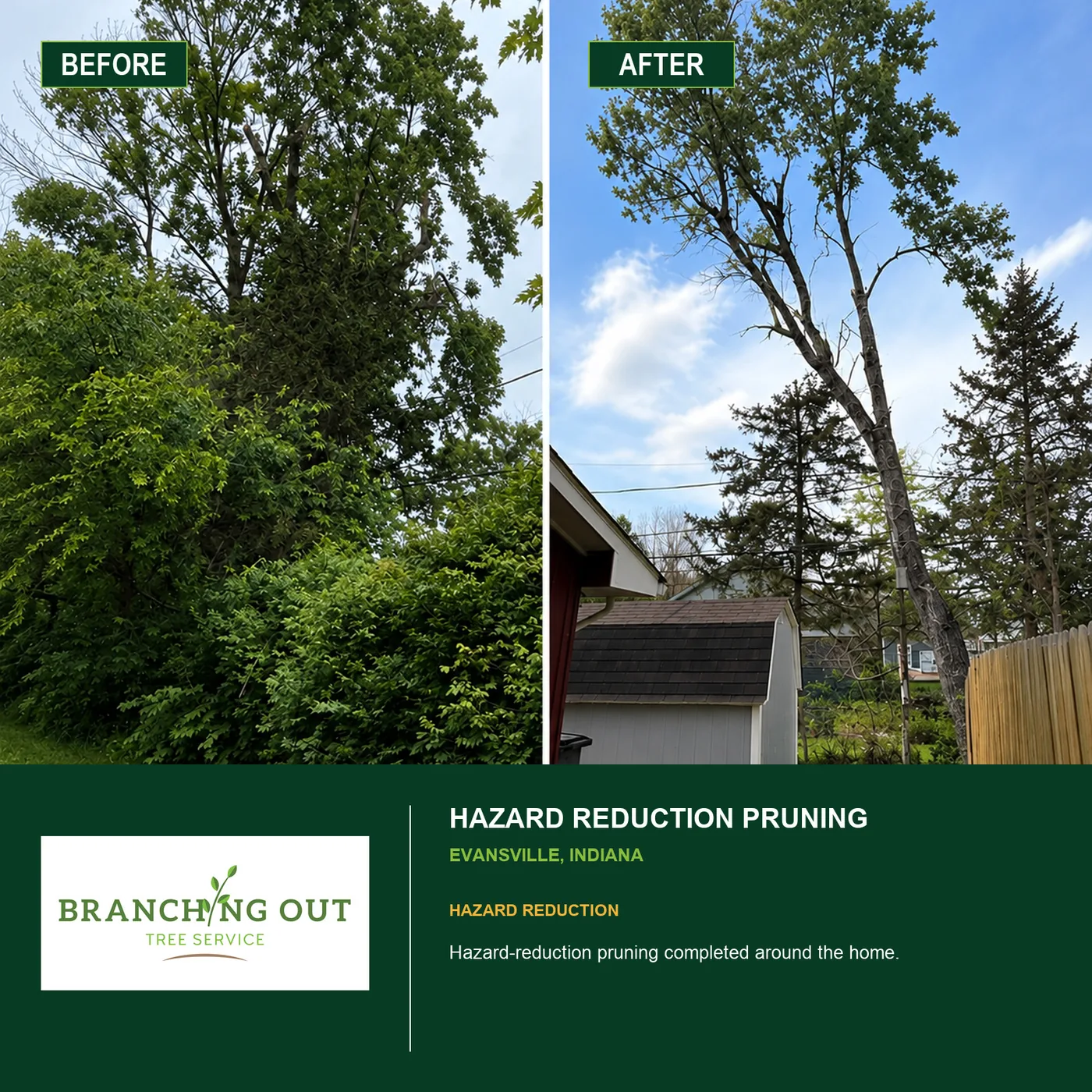 Before-and-after hazard reduction pruning at an Evansville home